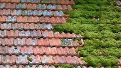 Como limpar facilmente o musgo do telhado sem riscos: de forma simples e segura
