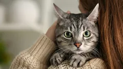 Como os gatos nos ouvem e nos veem: uma simulação que surpreende desde os primeiros segundos