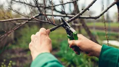 Não deite fora os ramos depois da poda: 12 formas de aproveitá-los no jardim