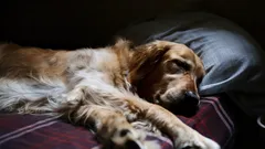 Cão sozinho em casa: treinador deu dicas sobre como ensiná-lo a lidar com a separação