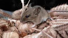 Os ratos vão fugir: o melhor remédio caseiro que facilmente livra você de um exército de roedores