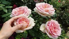 As rosas vão florir com botões grandes e exuberantes: jardineiro revelou receita de adubo