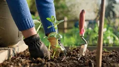 Encontrado substituto natural para fertilizantes: essas plantas se fertilizam sozinhas