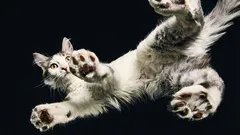 Os cientistas descobriram como é que os gatos conseguem aterrar sempre nas quatro patas