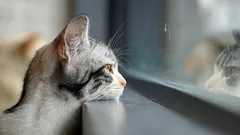 Como os gatos sabem que o dono está prestes a voltar a casa: o seu segredo