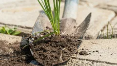 As ervas daninhas nos caminhos desaparecerão em um dia: eis o que você precisa espalhar sobre elas