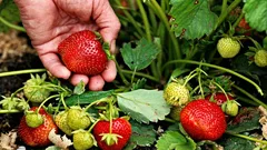 O que deve mesmo fazer com os morangueiros em março: sem isto, não haverá colheita no verão