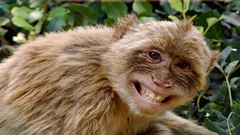 Os 8 primatas mais inteligentes do planeta, que desafiam o ser humano