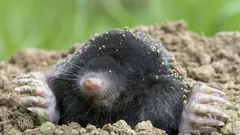 Como se livrar das toupeiras sem armadilhas nem produtos químicos — o melhor método