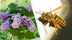 Essas plantas atraem vespas perigosas: quais delas não devem ser plantadas perto de casa?