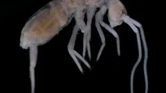 Quase 2 quilómetros abaixo da superfície: que animal terrestre vive à maior profundidade?