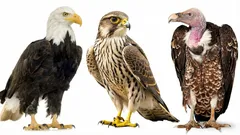 Teste o seu poder cerebral: consegue dar nome a estas aves de rapina em 30 segundos?