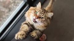 Isto é impossível de exprimir por palavras: o papel do toque dos gatos nos seres humanos