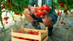 Não se apresse a plantar tomates: quando é que, afinal, é melhor plantá-los?