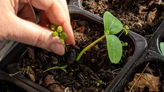 O que é obrigatório semear para mudas em março: os horticultores experientes já estão a trabalhar