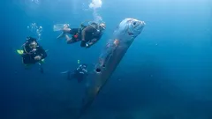 "Nunca vi nada assim": peixes raros do juízo final deram à costa no México