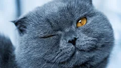 Os gatos expressam amor através de piscadas lentas: em que o amor deles difere do amor dos cães?