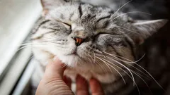 Será que todos os gatos ronronam? Especialistas chegaram a uma conclusão inesperada