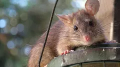 Como proteger a compostagem das ratazanas: o que não deve adicionar e o que realmente resulta