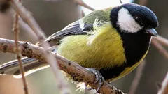 Cientistas encontram algo estranho e “humano” no canto dos chapins após 75 anos de estudo