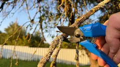 A tesoura de poda pode esperar: 6 plantas que nunca se devem podar em março