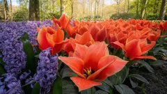 Que flores plantar em março: as melhores opções para um canteiro de verão vibrante