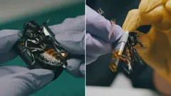 Baratas-ciborgue entraram ao serviço do exército da NATO — do que são capazes?