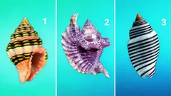 Escolha uma concha — este teste vai revelar o seu verdadeiro carácter