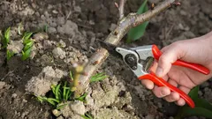 Estas plantas devem ser sempre podadas em março — os jardineiros fizeram uma lista de 10 espécies