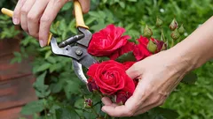 Como podar uma roseira para que floresça melhor: jardineiros revelam pormenores importantes